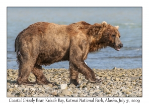 Coastal Grizzly Bear