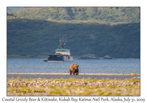 Coastal Grizzly Bear & MV Kittiwake