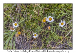 Arctic Daisies