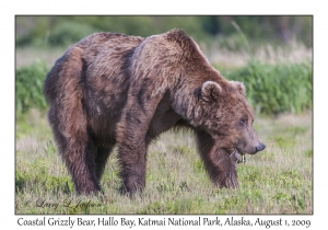 Coastal Grizzly Bear