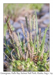 Goosegrass