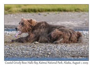 Coastal Grizzly Bear