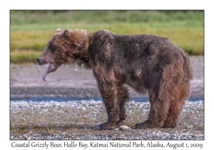 Coastal Grizzly Bear