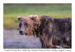 Coastal Grizzly Bear