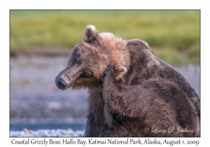 Coastal Grizzly Bear