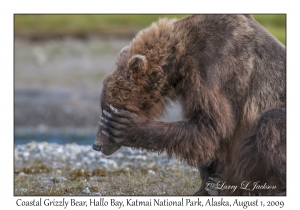 Coastal Grizzly Bear