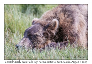 Coastal Grizzly Bear