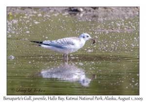 Bonaparte's Gull