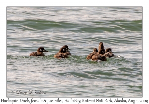 Harlequin Ducks