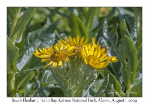 Beach Fleabane