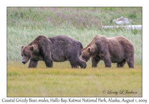 Coastal Grizzly Bears