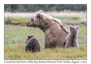 Coastal Grizzly Bears