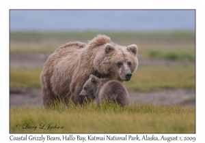 Coastal Grizzly Bears