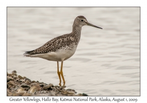 Greater Yellowlegs