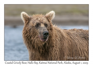 Coastal Grizzly Bear