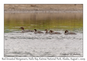 Red-breasted Mergansers