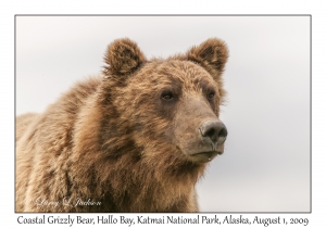 Coastal Grizzly Bear