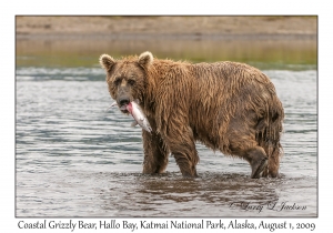 Coastal Grizzly Bear & Pink Salmon