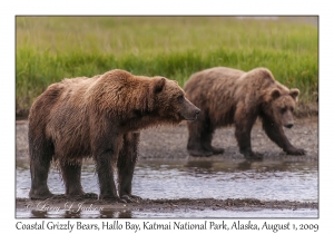 Coastal Grizzly Bears