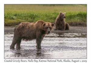 Coastal Grizzly Bears