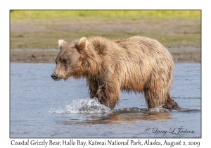 Coastal Grizzly Bear