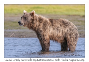 Coastal Grizzly Bear