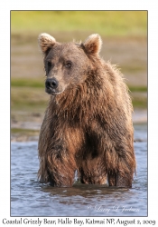 Coastal Grizzly Bear