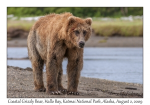 Coastal Grizzly Bear