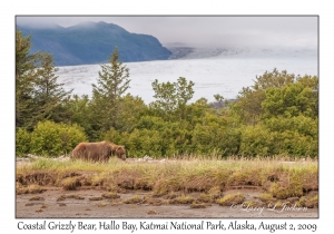 Coastal Grizzly Bear