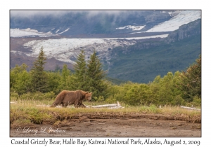 Coastal Grizzly Bear