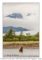 Coastal Grizzly Bear