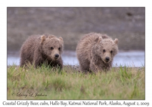 Coastal Grizzly Bears