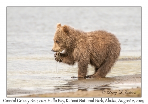 Coastal Grizzly Bear