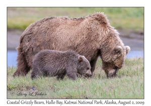 Coastal Grizzly Bears