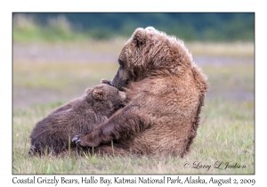 Coastal Grizzly Bears