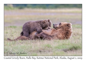 Coastal Grizzly Bears