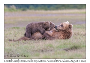 Coastal Grizzly Bears