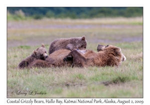 Coastal Grizzly Bears