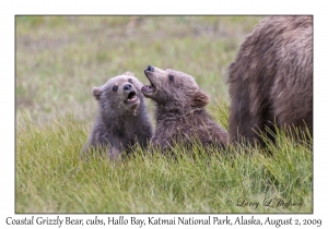 Coastal Grizzly Bears