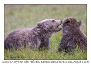 Coastal Grizzly Bears