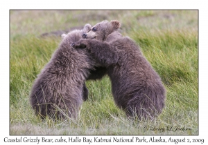 Coastal Grizzly Bears