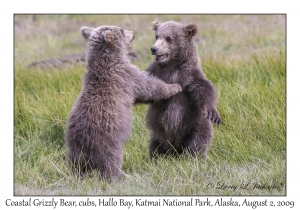 Coastal Grizzly Bears