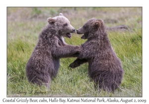 Coastal Grizzly Bears