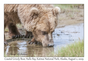 Coastal Grizzly Bear