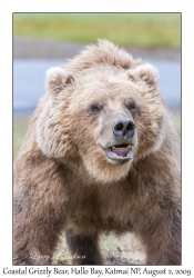 Coastal Grizzly Bear