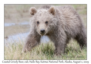 Coastal Grizzly Bear