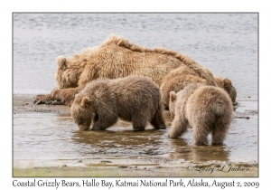 Coastal Grizzly Bears