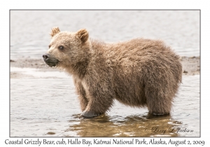 Coastal Grizzly Bear