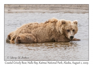 Coastal Grizzly Bear