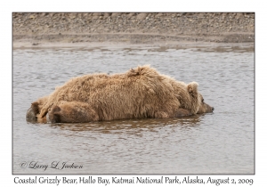 Coastal Grizzly Bear